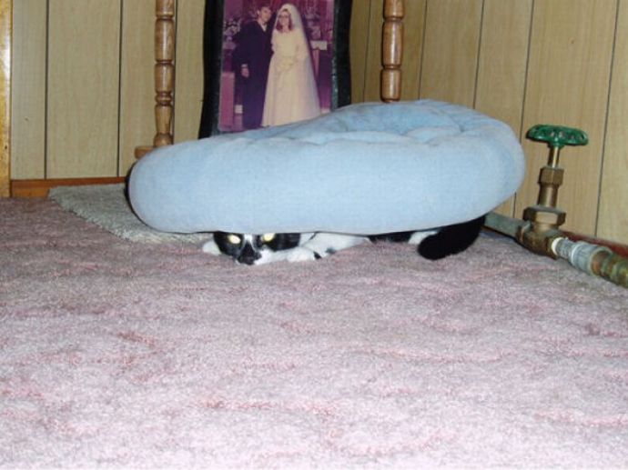 Котейки следят за нами всегда