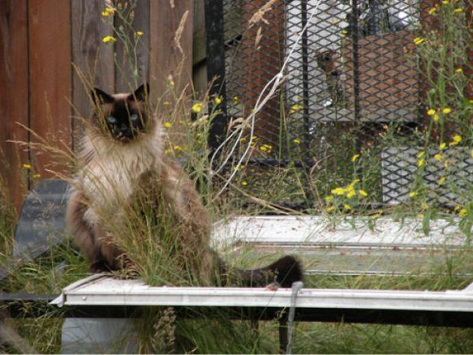 Котейки следят за нами всегда
