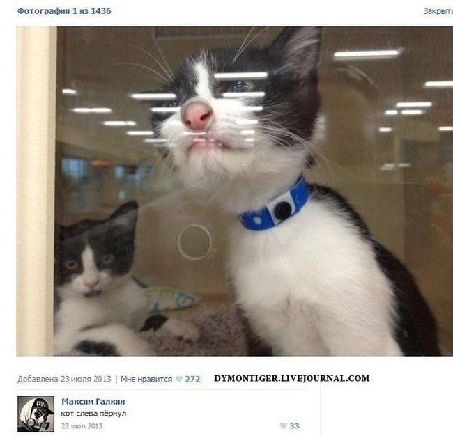 Смешные комменты из социальных сетей. Часть 17