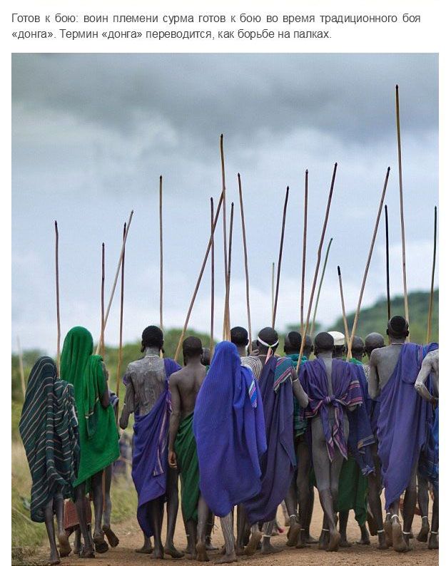 Испытание мужчин племени Сурма в Эфиопии Испытание мужчин племени Сурма в Эфиопии