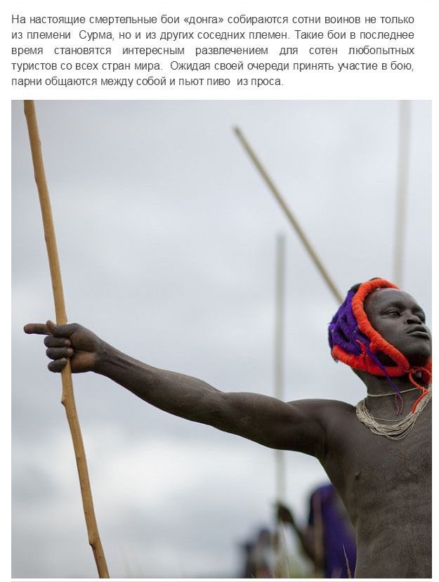 Испытание мужчин племени Сурма в Эфиопии Испытание мужчин племени Сурма в Эфиопии