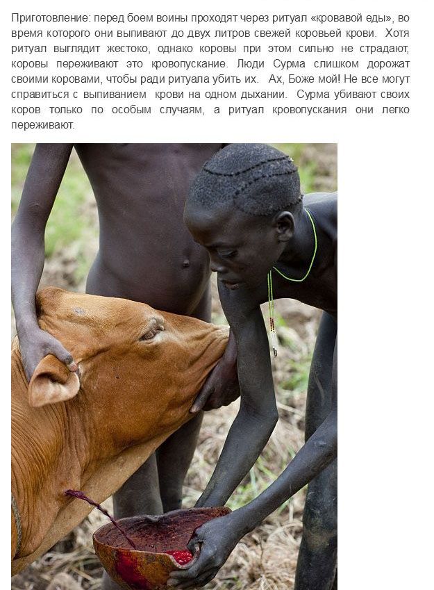 Испытание мужчин племени Сурма в Эфиопии Испытание мужчин племени Сурма в Эфиопии
