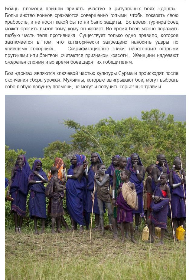 Испытание мужчин племени Сурма в Эфиопии Испытание мужчин племени Сурма в Эфиопии