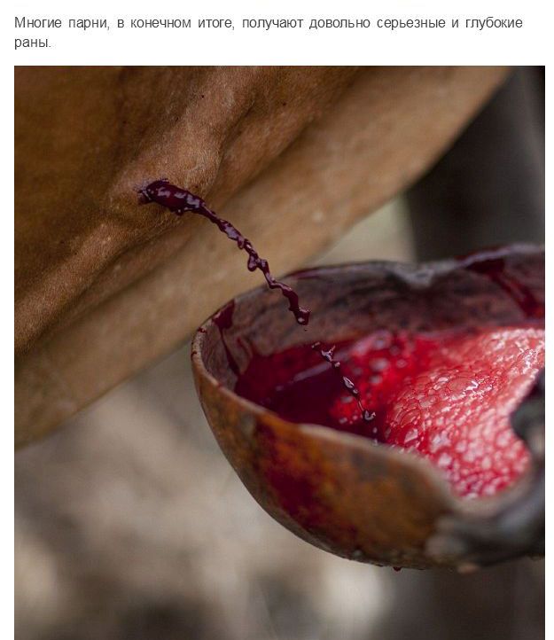 Испытание мужчин племени Сурма в Эфиопии Испытание мужчин племени Сурма в Эфиопии