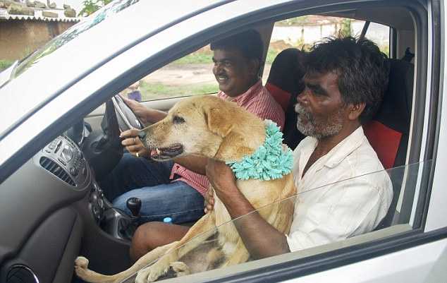 Девушка вышла замуж за пса ради спасения деревни Девушка вышла замуж за пса ради спасения деревни