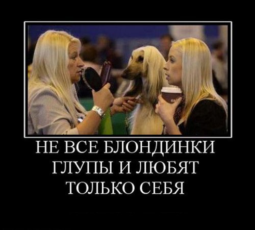 Супер демотиваторы про блондинок