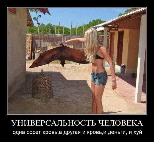 Супер демотиваторы про блондинок