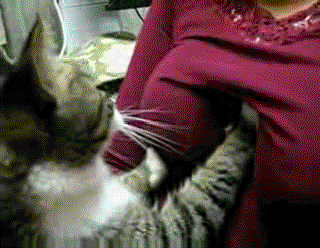 Эротические гифки 49 - (фото НЮ)