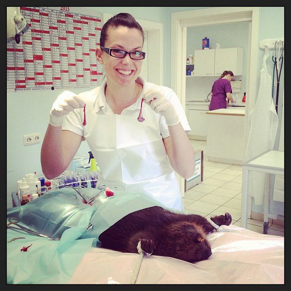 Девушек-ветеринаров лучше обходить стороной Девушек-ветеринаров лучше обходить стороной