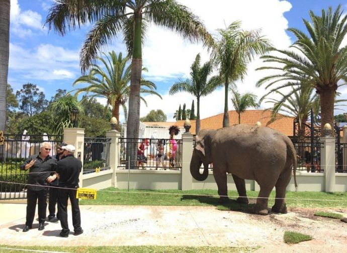 Гулянка Кэндимэна с широким ассортиментом полуголых женщин