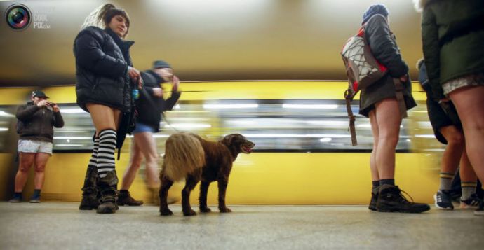 День в метро без штанов 2016