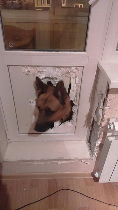 Кобеля, чующего суку с течкой, ничего не может остановить Кобеля, чующего суку с течкой, ничего не может остановить