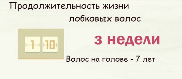 Все факты о женском влагалище