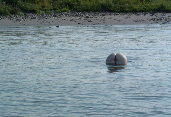 Засветы девушек на улице и дома