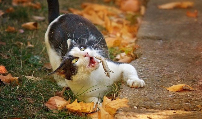 Картинки для поднятия настроения