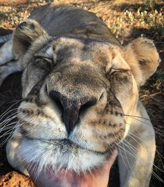 Картинки для поднятия настроения