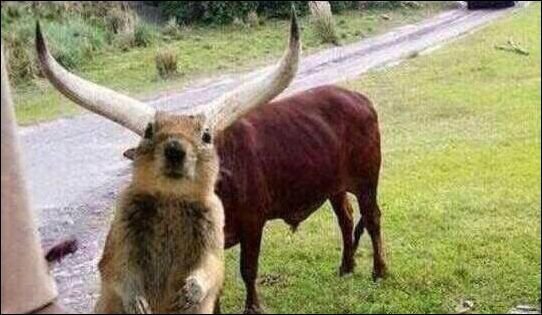 Картинки для поднятия настроения