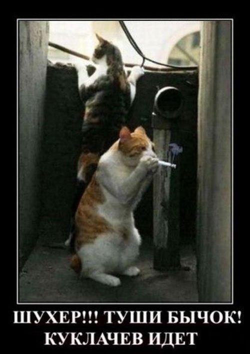 Картинки для поднятия настроения