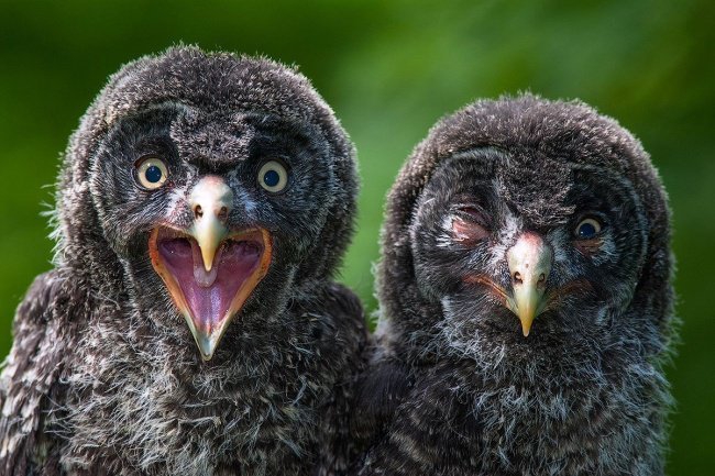 Картинки для поднятия настроения