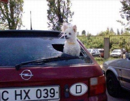 Картинки для поднятия настроения