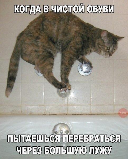 Картинки для поднятия настроения