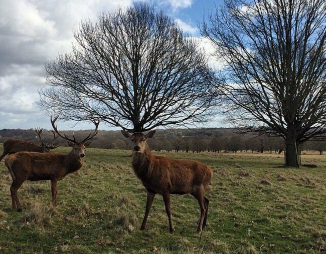 Картинки для поднятия настроения