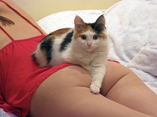 Коты и девушки