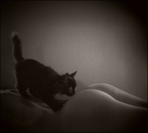 Коты и девушки