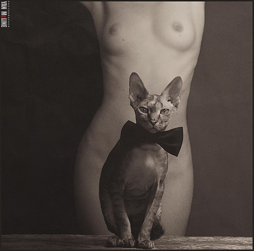 Коты и девушки