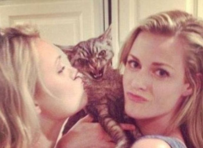 Кошки не в восторге от селфи