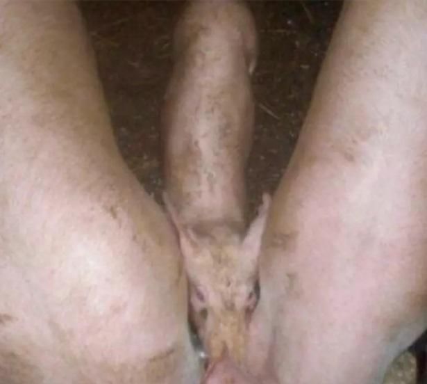 Совершенно приличные фотографии со всякой пошлятиной