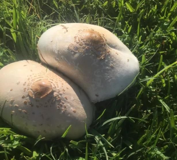 Совершенно приличные фотографии со всякой пошлятиной