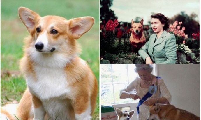 Возлюбленные собачки царицы Англии - корги